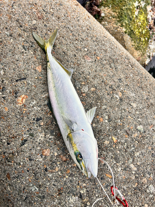 今年初Fishing！の画像