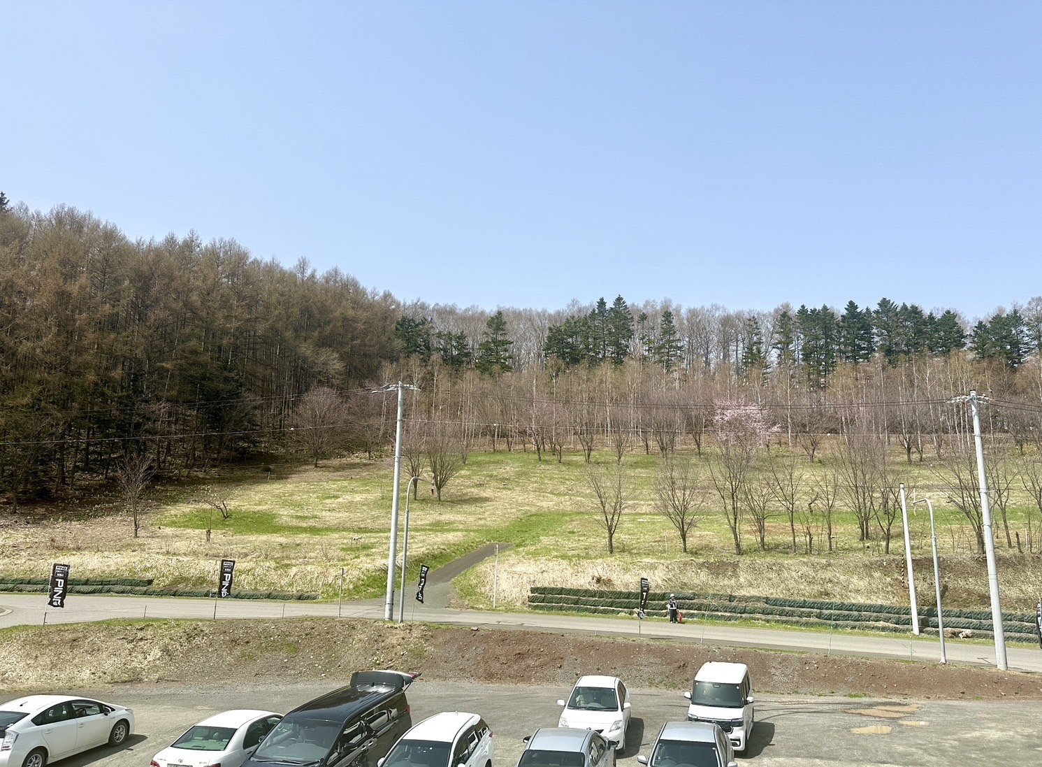 北見市も少しずつ桜が開花しています♪の画像