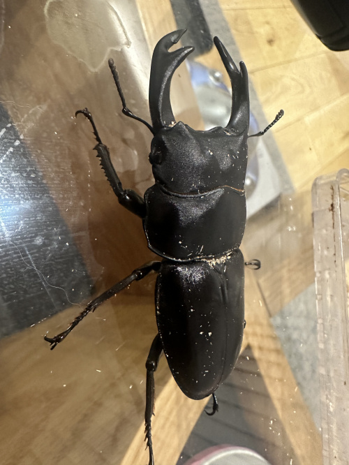 虫がきらいな方は閲覧注意です(笑)の画像