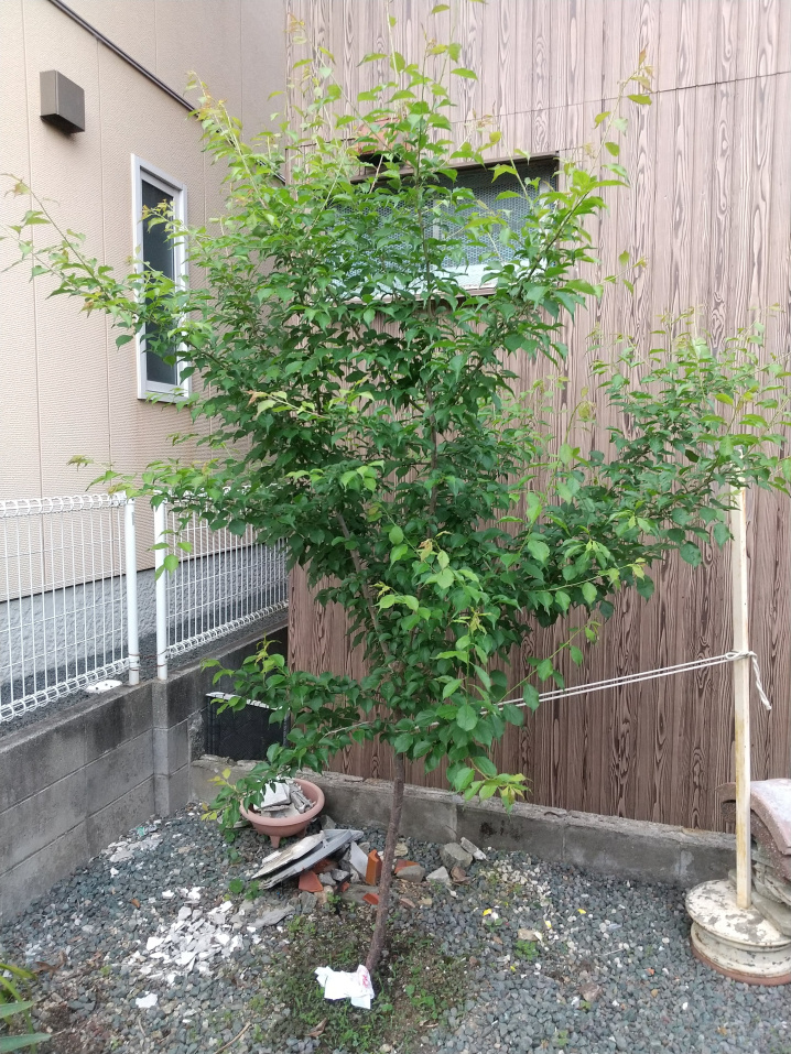 大洲市冨士山ツツジが満開ですよ！　～大洲店ウラニワ話も込めて...の画像