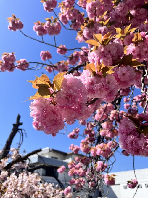 庭園は１日にしてならず。。。の画像