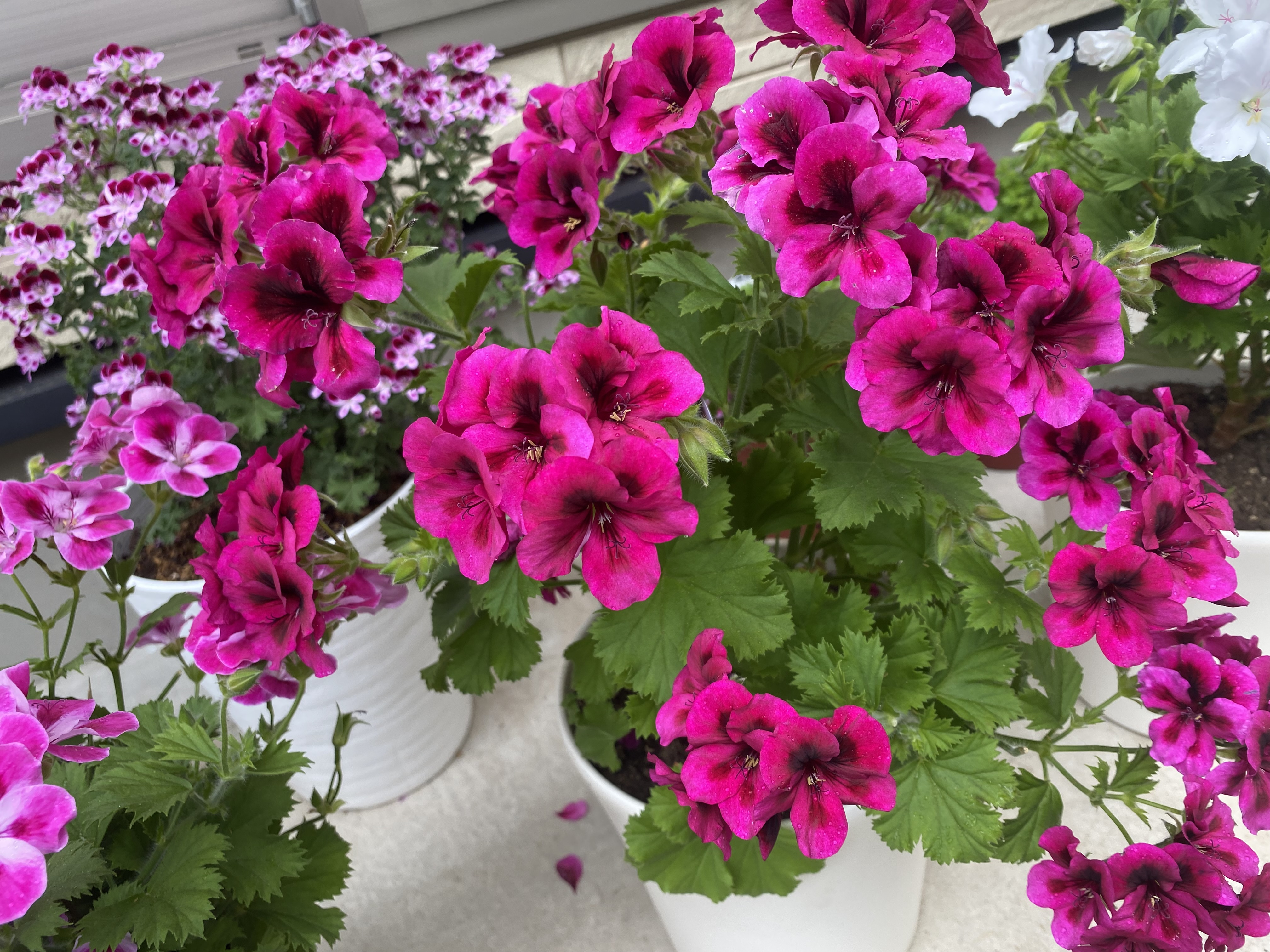 フラワーセラピー　～ 花で癒される時間 ～の画像