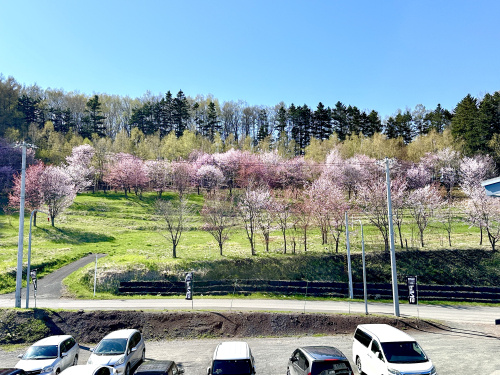 北見市桜満開になりました♪の画像