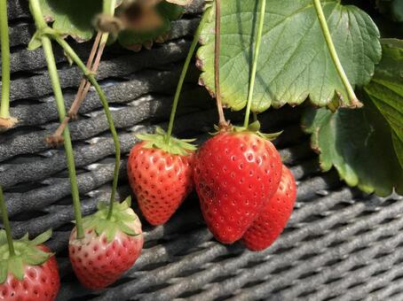 小山市のスローライフリゾートいちごの里ファームとは？魅力をご...の画像