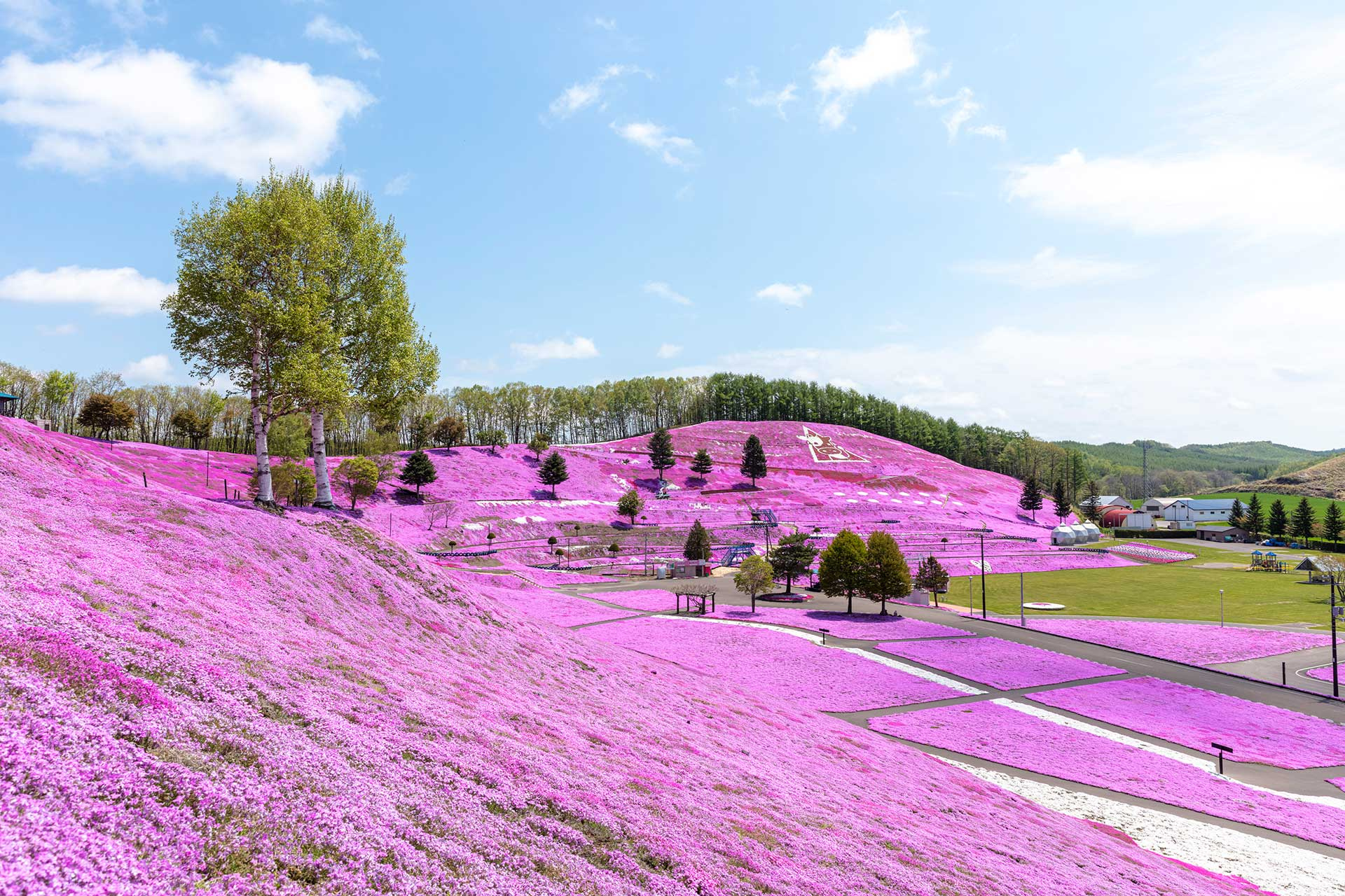 おすすめ！ひがしもこと芝桜まつり開催♪の画像