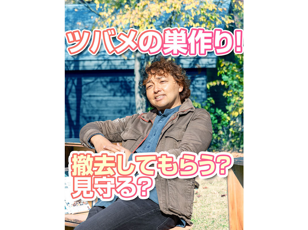 【軽井沢の暮らし】ツバメの巣作り！撤去してもらう？見守る？～...の画像