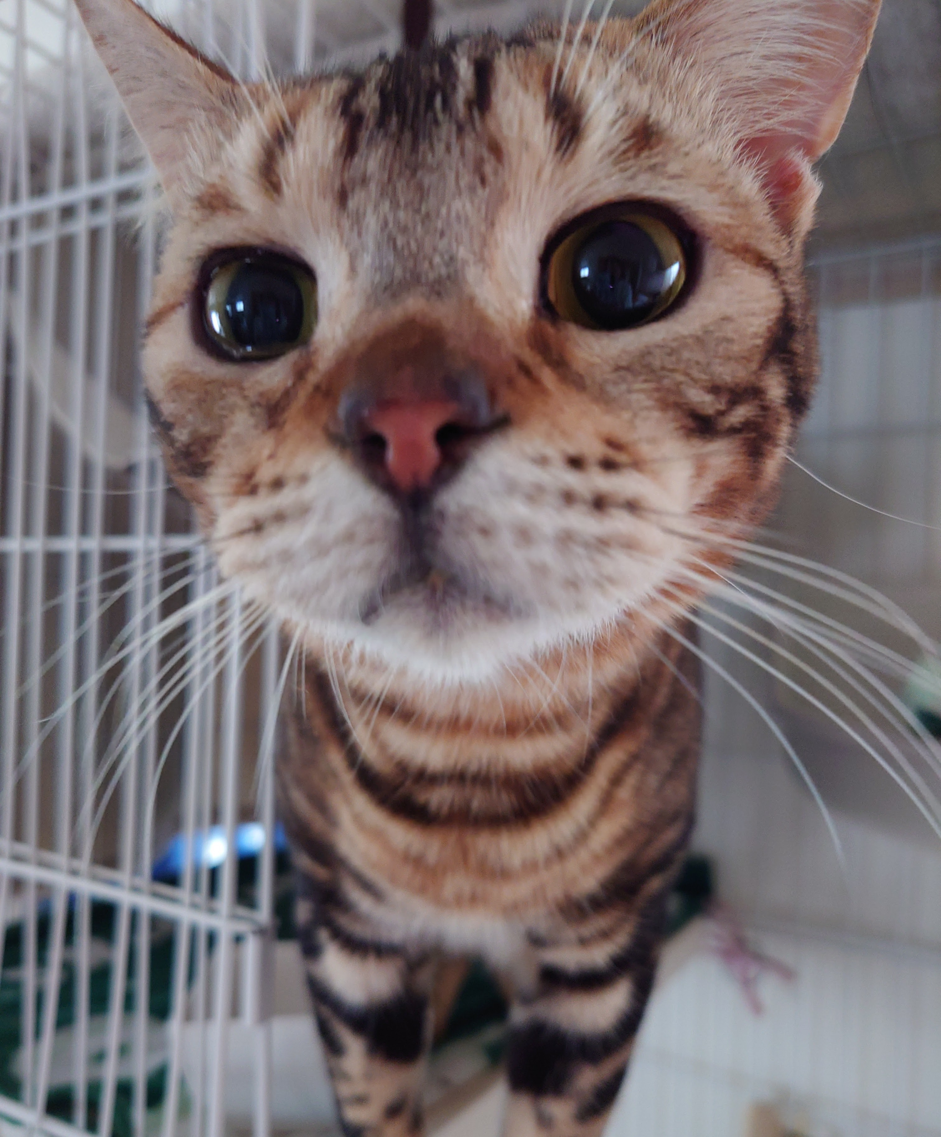 ペット保険入るべき？の画像