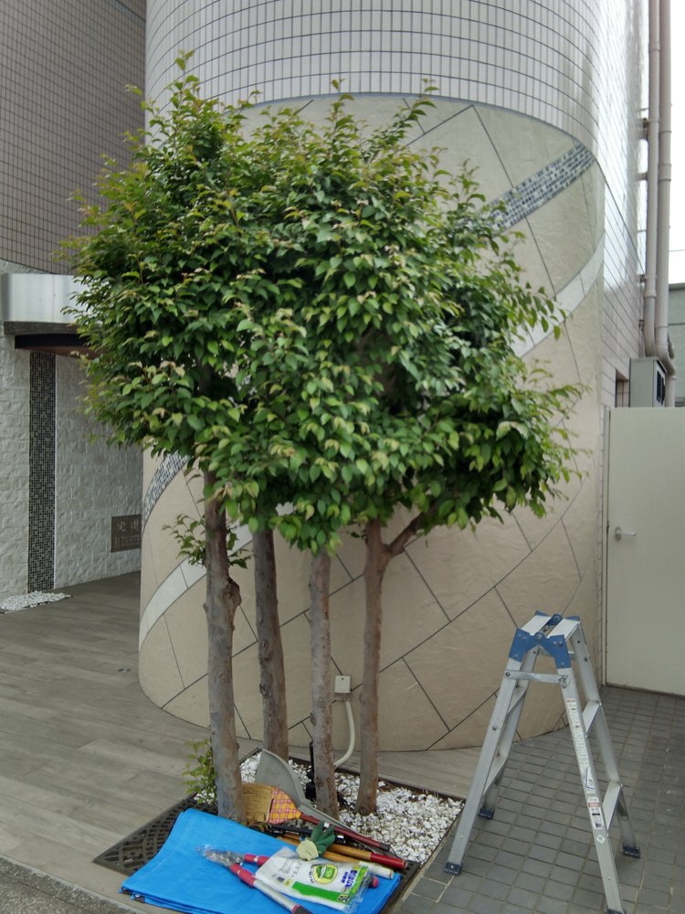 「植栽の剪定」の画像