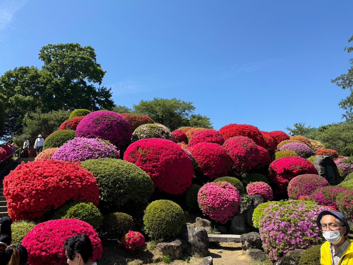つつじ祭りの画像
