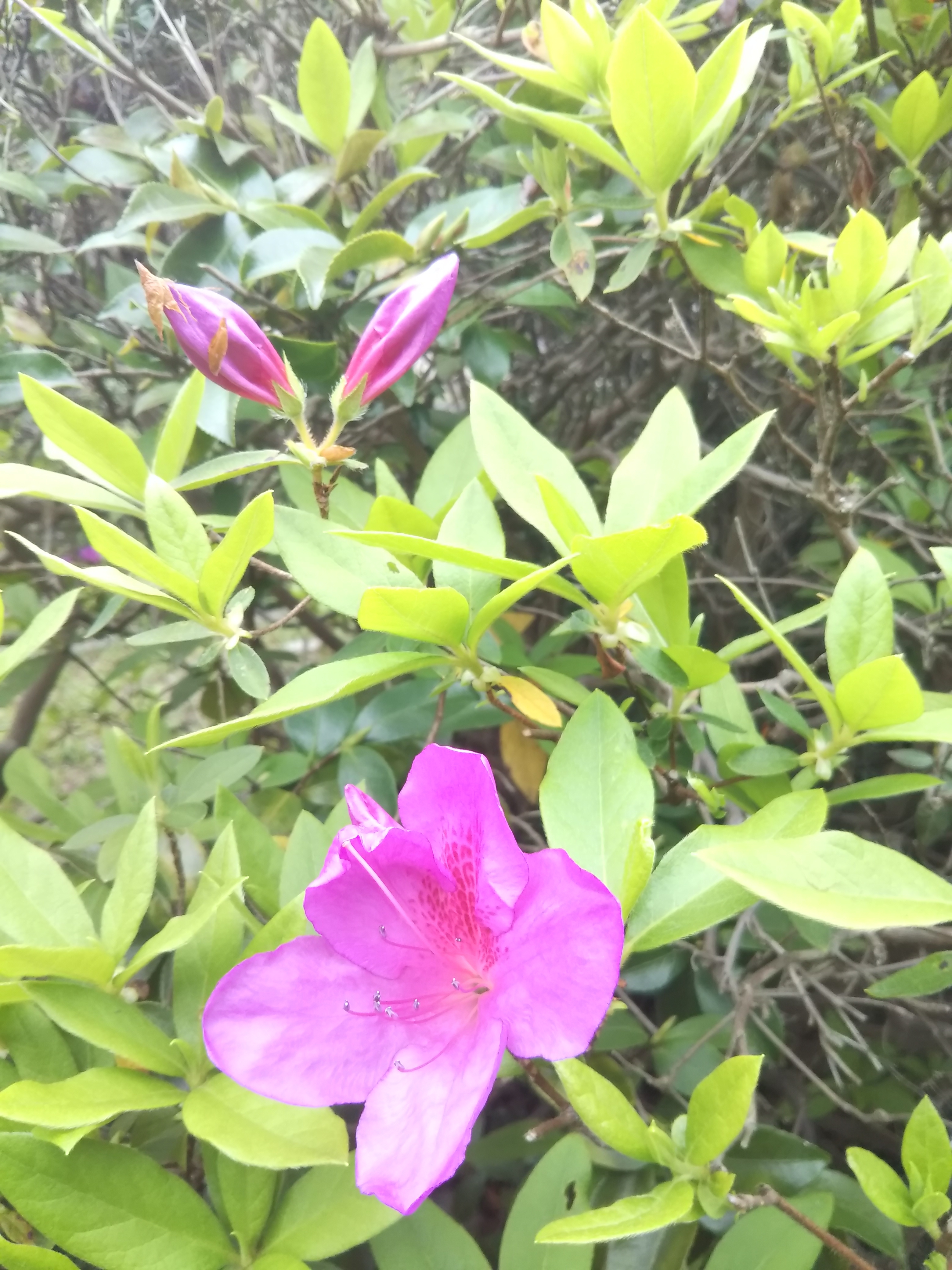 大阪から奈良への画像