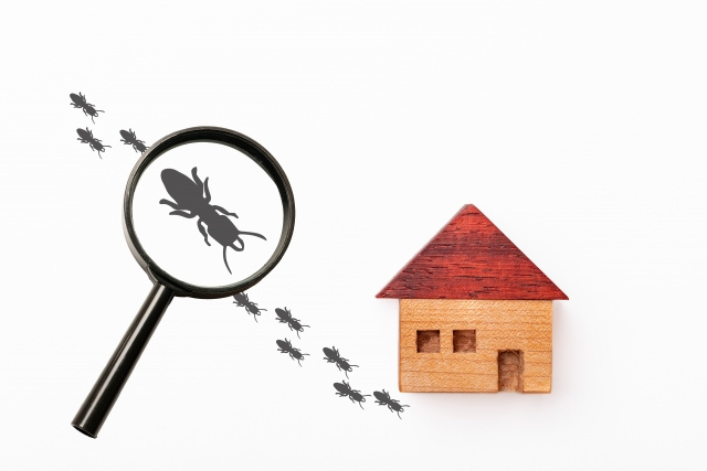 一戸建てに虫が多い理由は？虫が出やすい家の特徴や対策を解説！の画像
