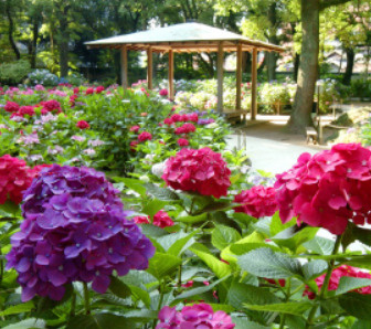 6月に行きたい福岡の紫陽花の名所のご紹介です。の画像