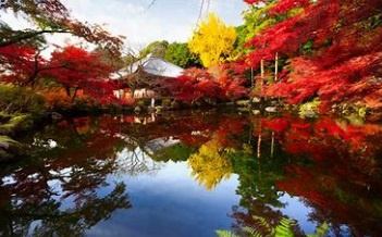 丹波篠山市　山林売却の画像