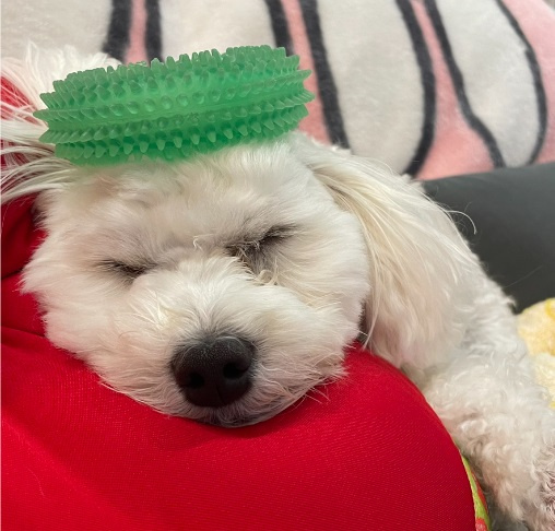 スタッフのペット通信№3【まるぷーのモチくん】の画像