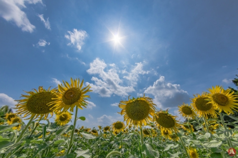 お日様サンサン！ひまわりSun♪の画像
