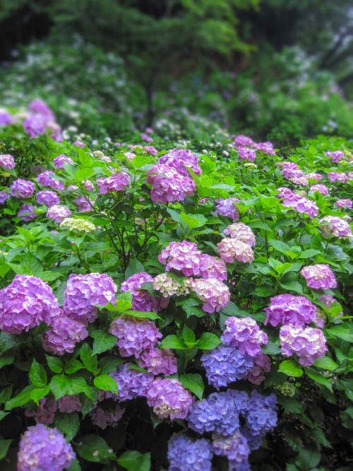 紫陽花の画像