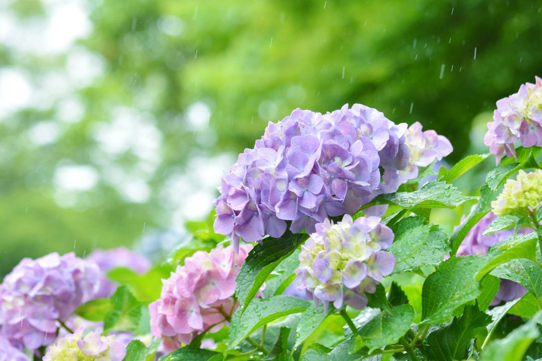 梅雨入り遅い。。。の画像