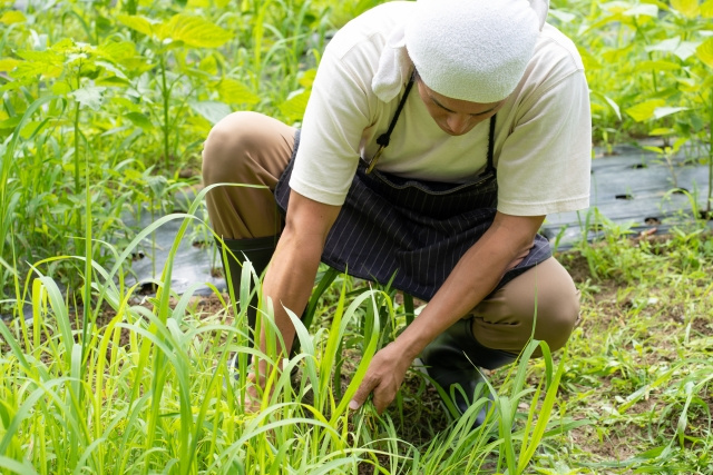 雑草を撃退！家庭でできる除草法をご紹介♪の画像