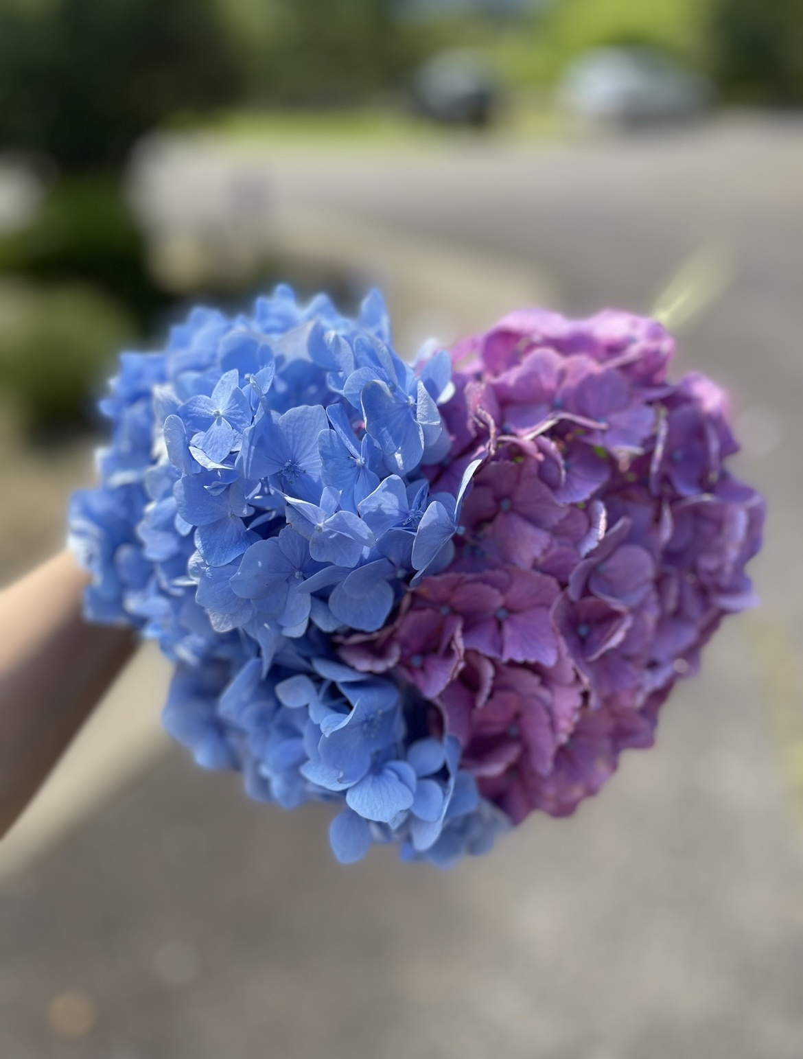 紫陽花の季節の画像