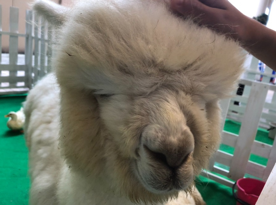 動物とのふれあい♪の画像