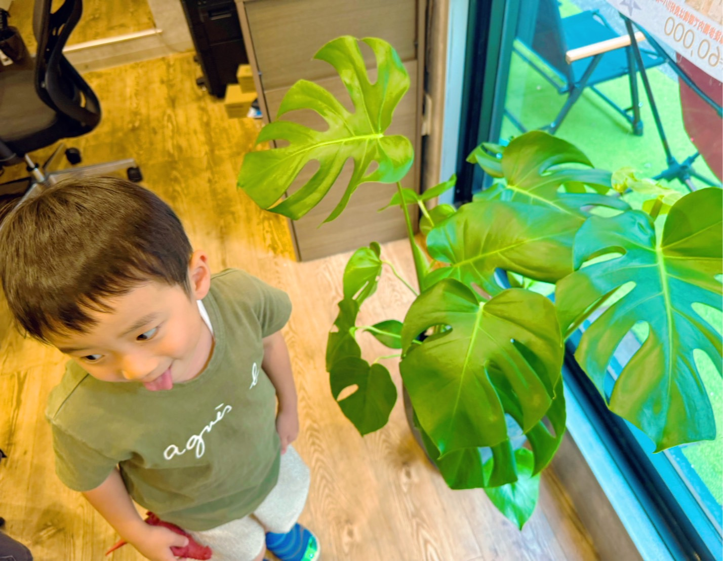 新しい観葉植物が仲間入りしました♪の画像