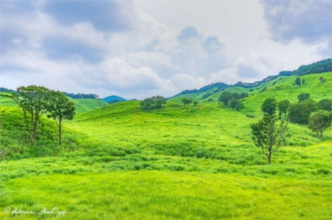 緑に癒されての画像