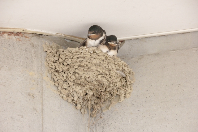 ベランダに発生する鳥のフン被害とは？掃除方法や対策をご紹介！...の画像