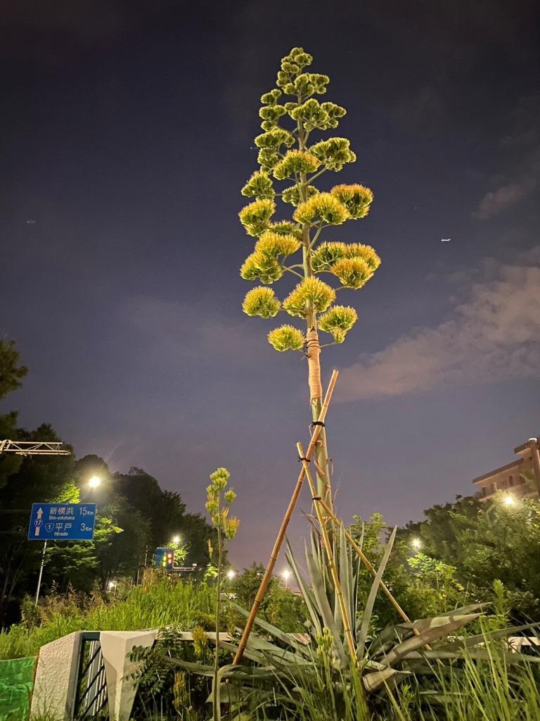 100年に一度咲く奇跡の花「リュウゼツラン」　【ホームメイト...の画像