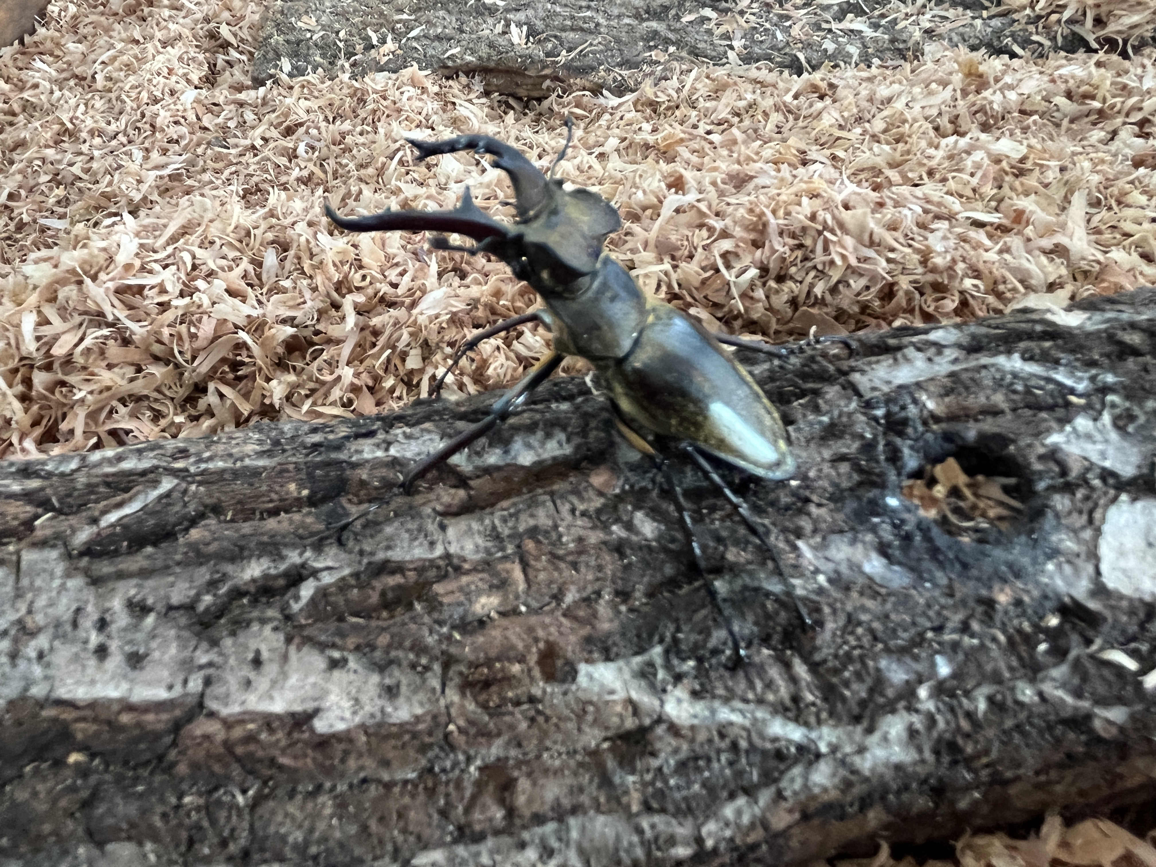カブトムシ！！　クワガタ！！メダカちゃんがいっぱいの画像