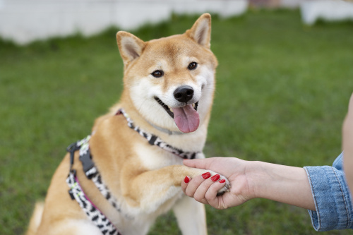 ペットのしつけと快適な共生のためのアドバイスの画像