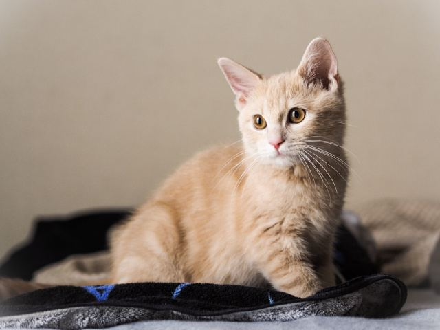 一戸建てでペットを飼育する際のにおい対策！おすすめの設備につ...の画像