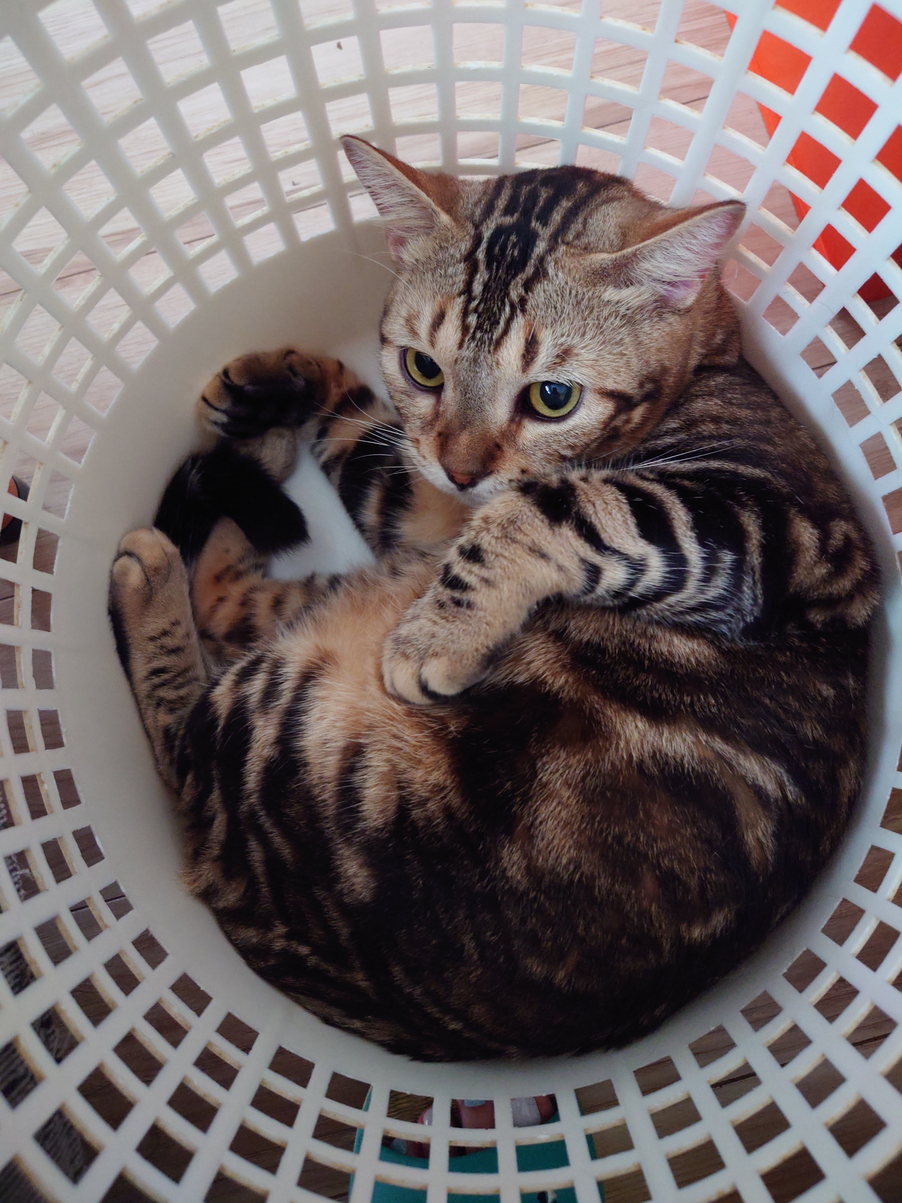 賃貸で猫と住むにはいくらぐらい必要？の画像