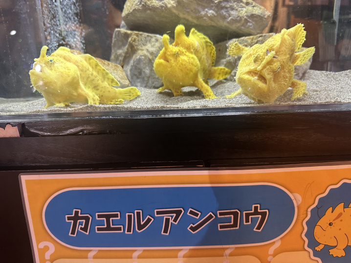 定休日のお知らせの画像