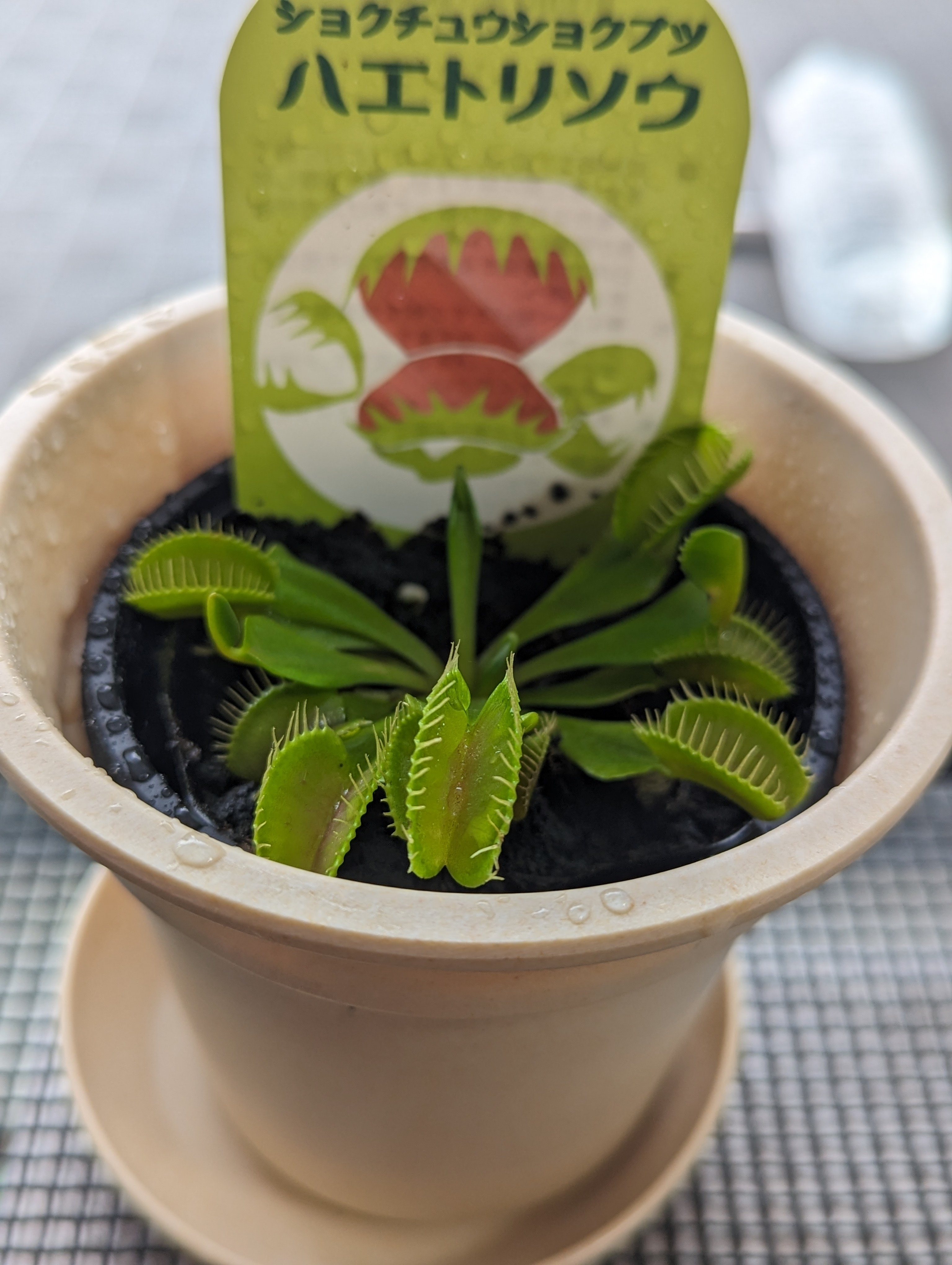 世界の植物を楽しめる場所！の画像