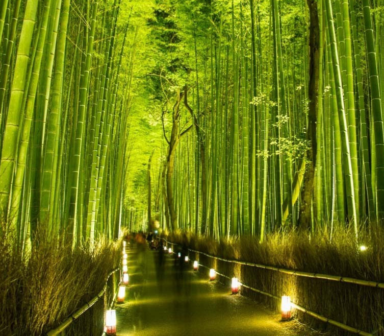 嵐山の竹林の小径の画像