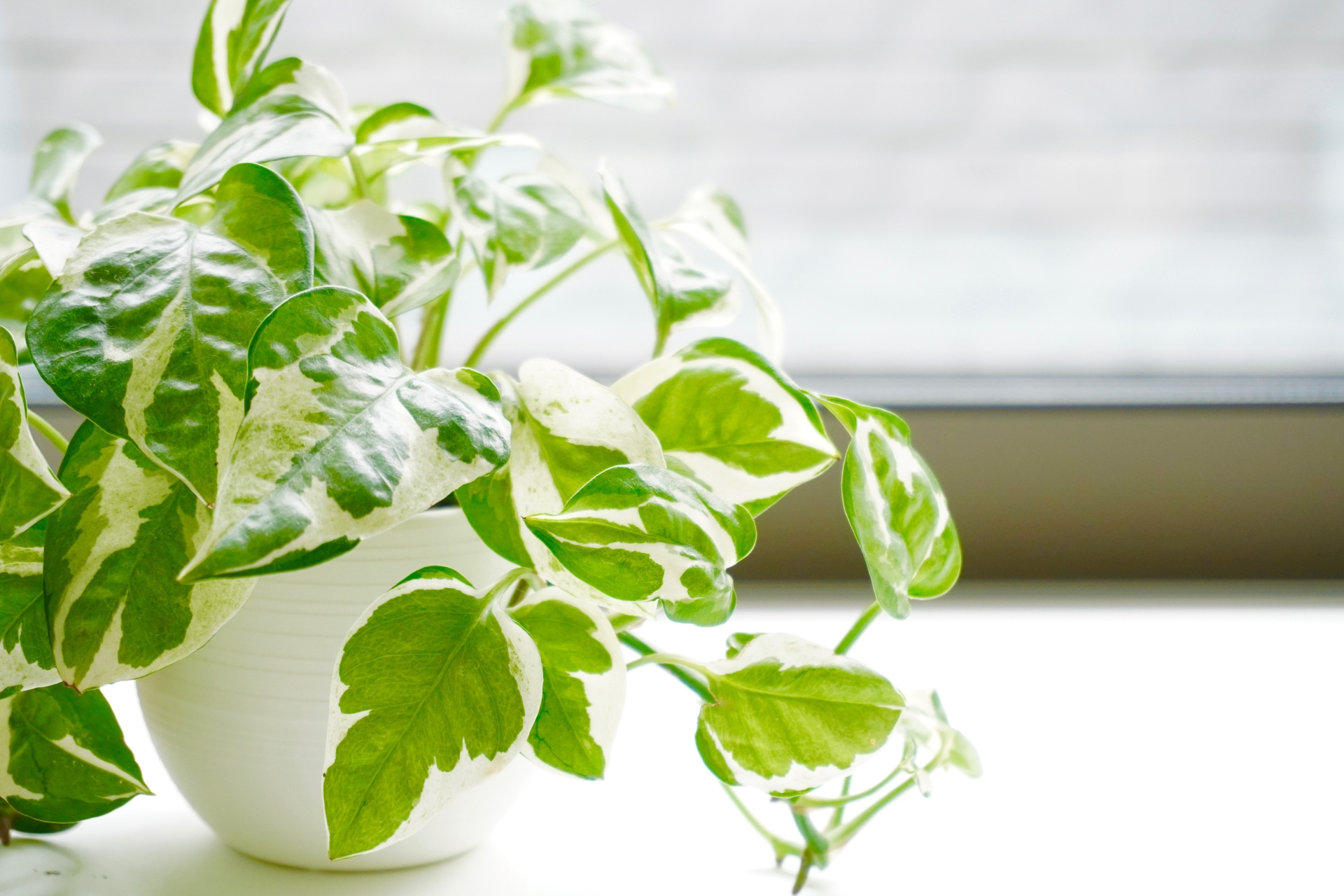 【2026年版】風水における観葉植物の効果は？おすすめの置き...の画像