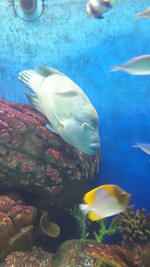 オーまんぼう！の画像