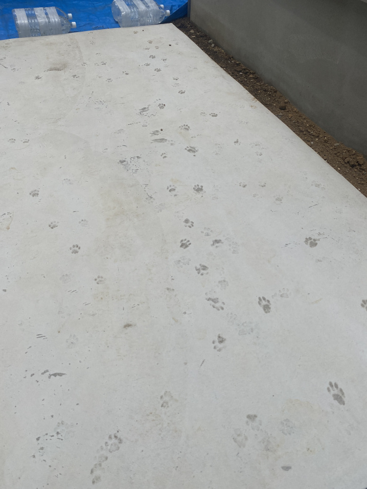 猫の足跡付き物件の画像