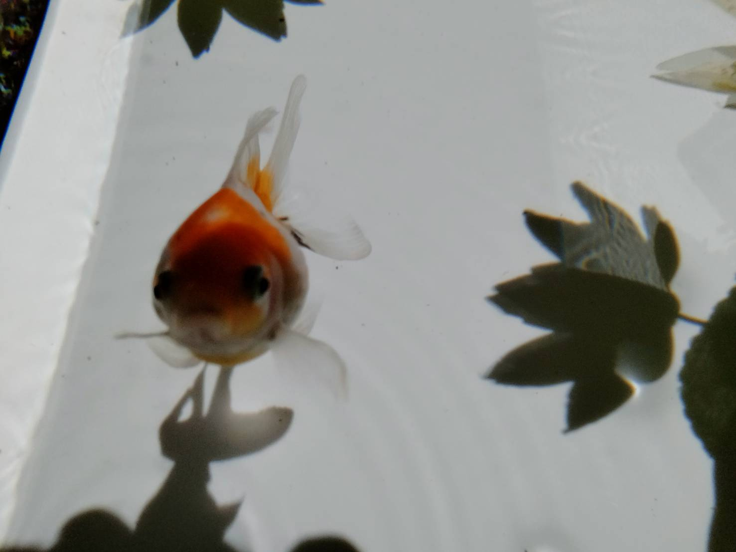 金魚展の画像