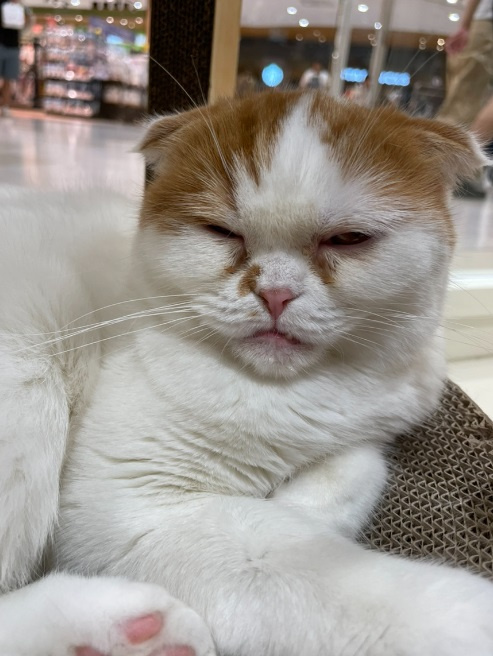 念願の猫カフェへ行きました♪の画像