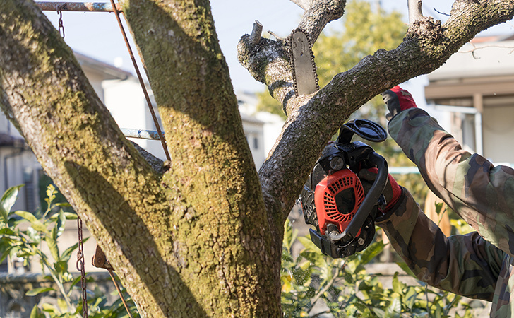                 民法改正で、越境してきたお隣の樹木の伐採がＯＫに？！		の画像