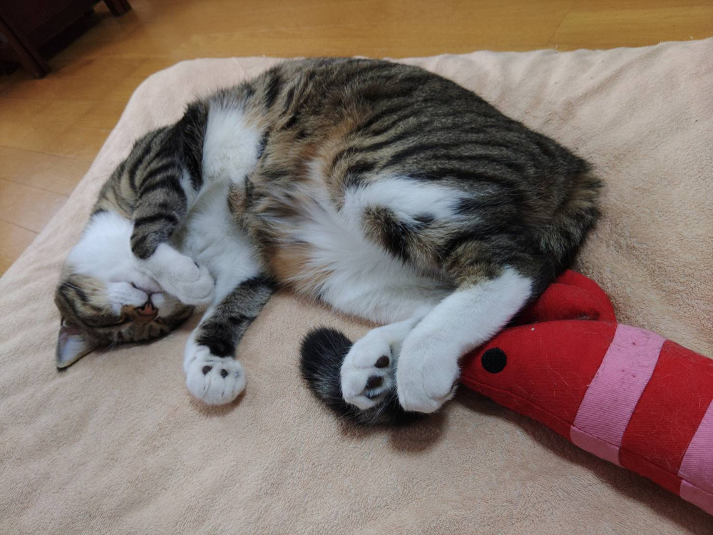 「天高く猫肥ゆる秋」の画像