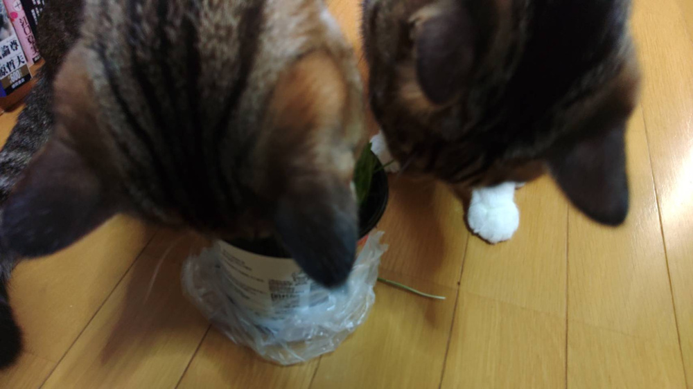 「猫草」の画像