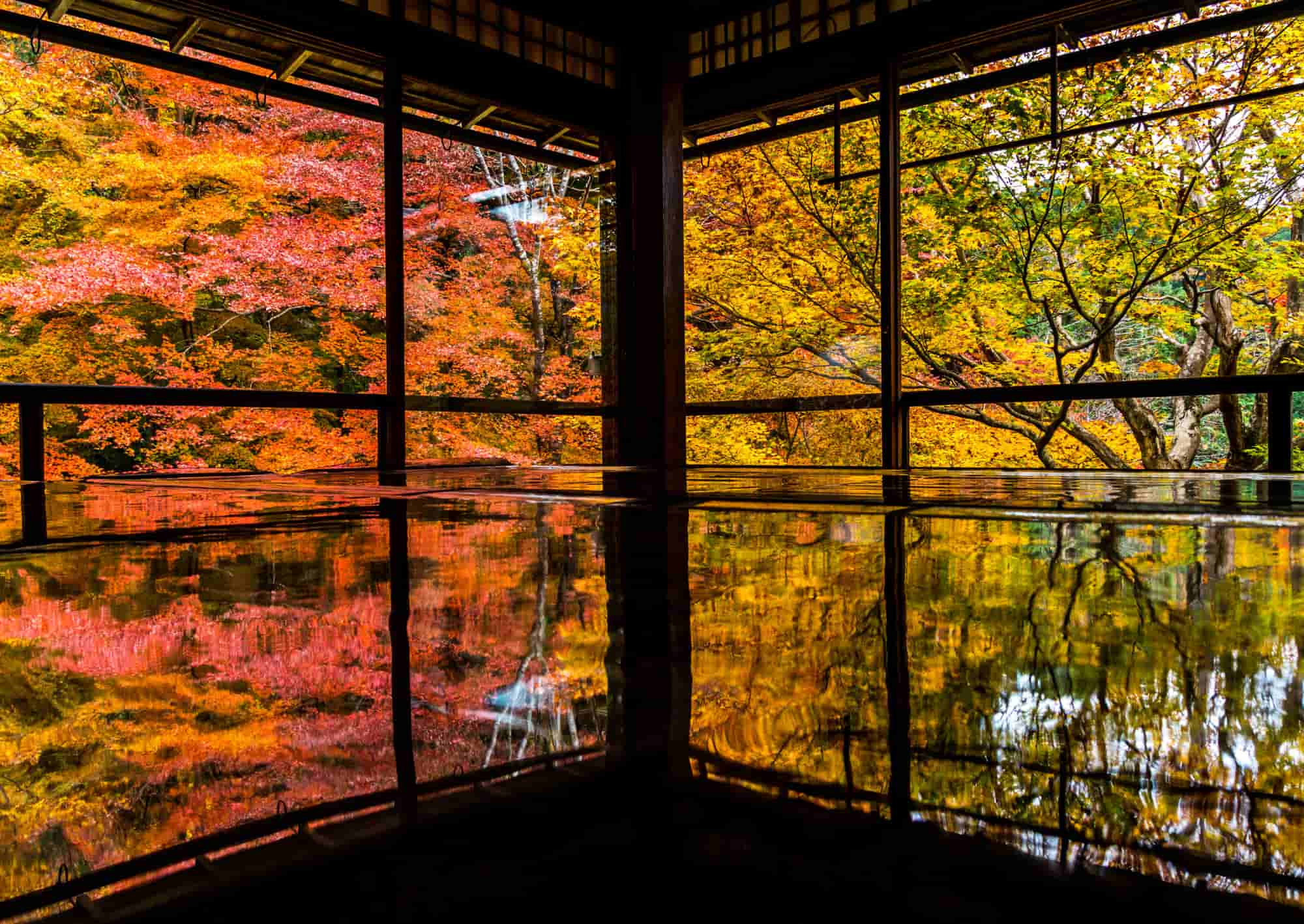 京都の紅葉シーズン到来！！の画像