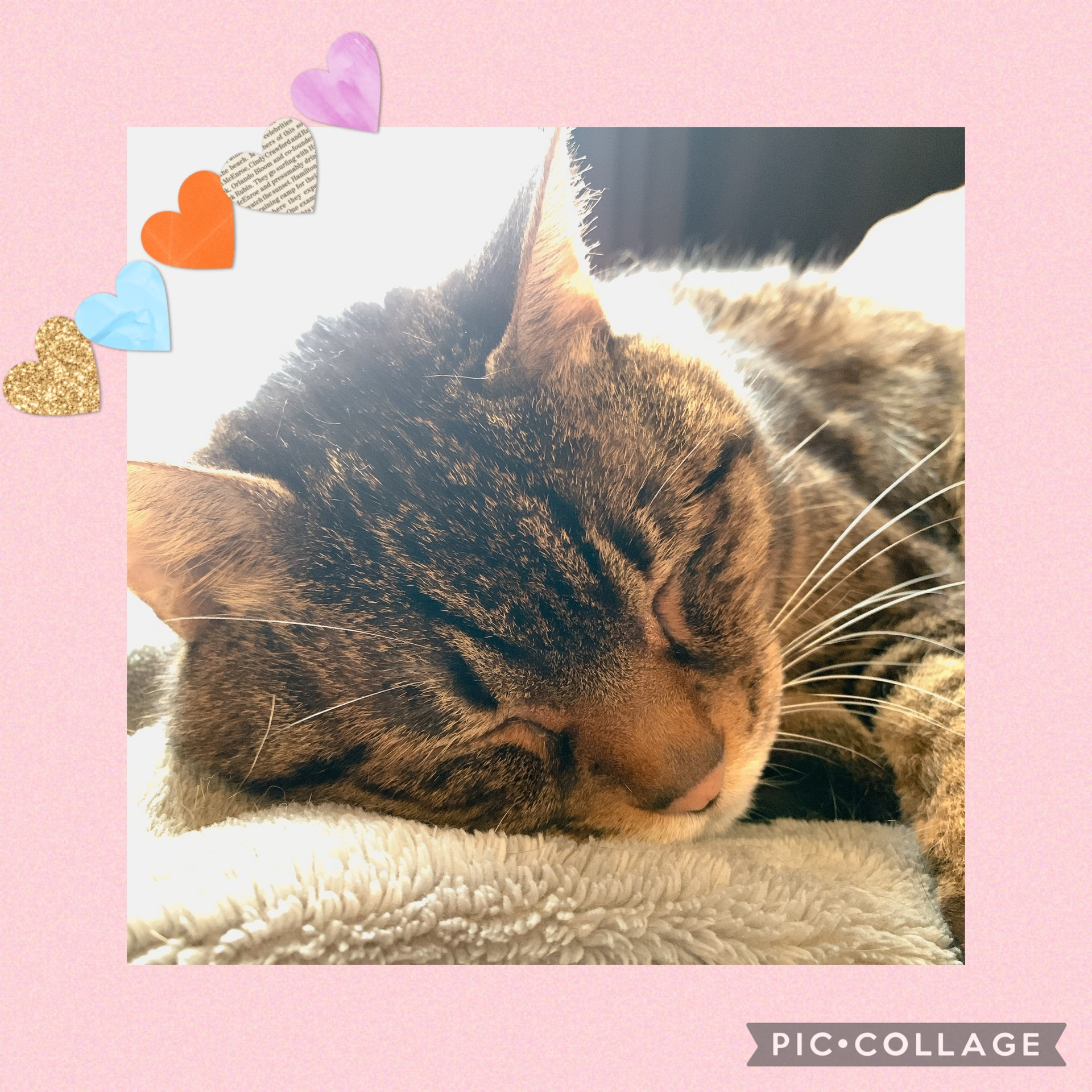 ペット可物件ありますよ☆の画像