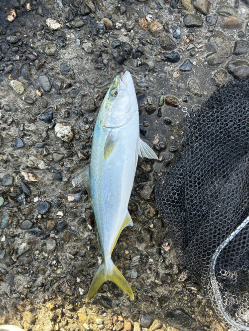 ようやく念願の！！の画像