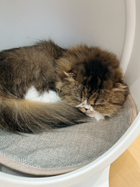 猫派？犬派？の画像