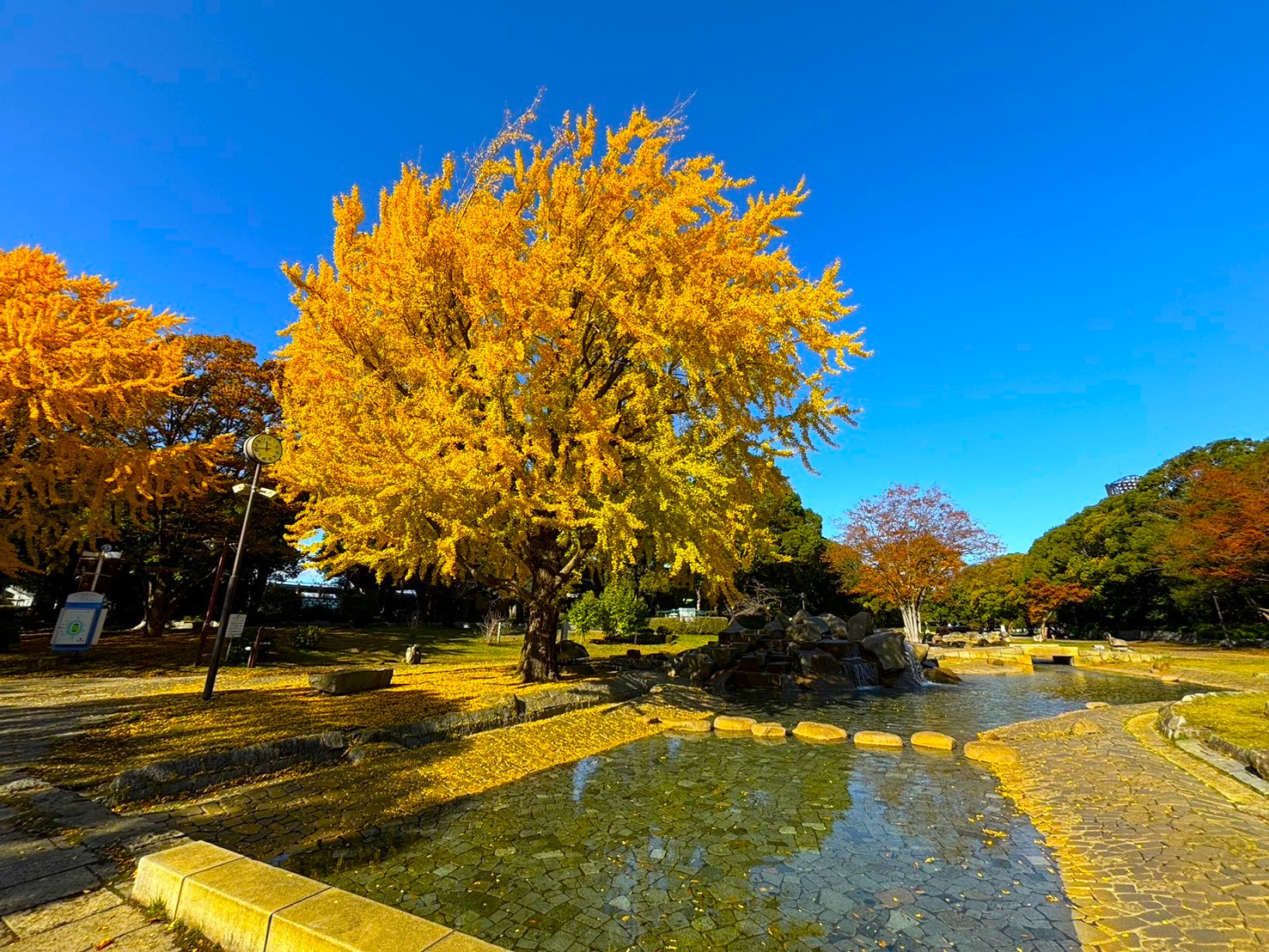 ★紅葉★の画像