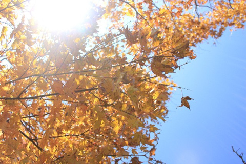 秦野市渋沢エリアで一戸建て検討の方へ【仲介手数料ゼロ】の画像