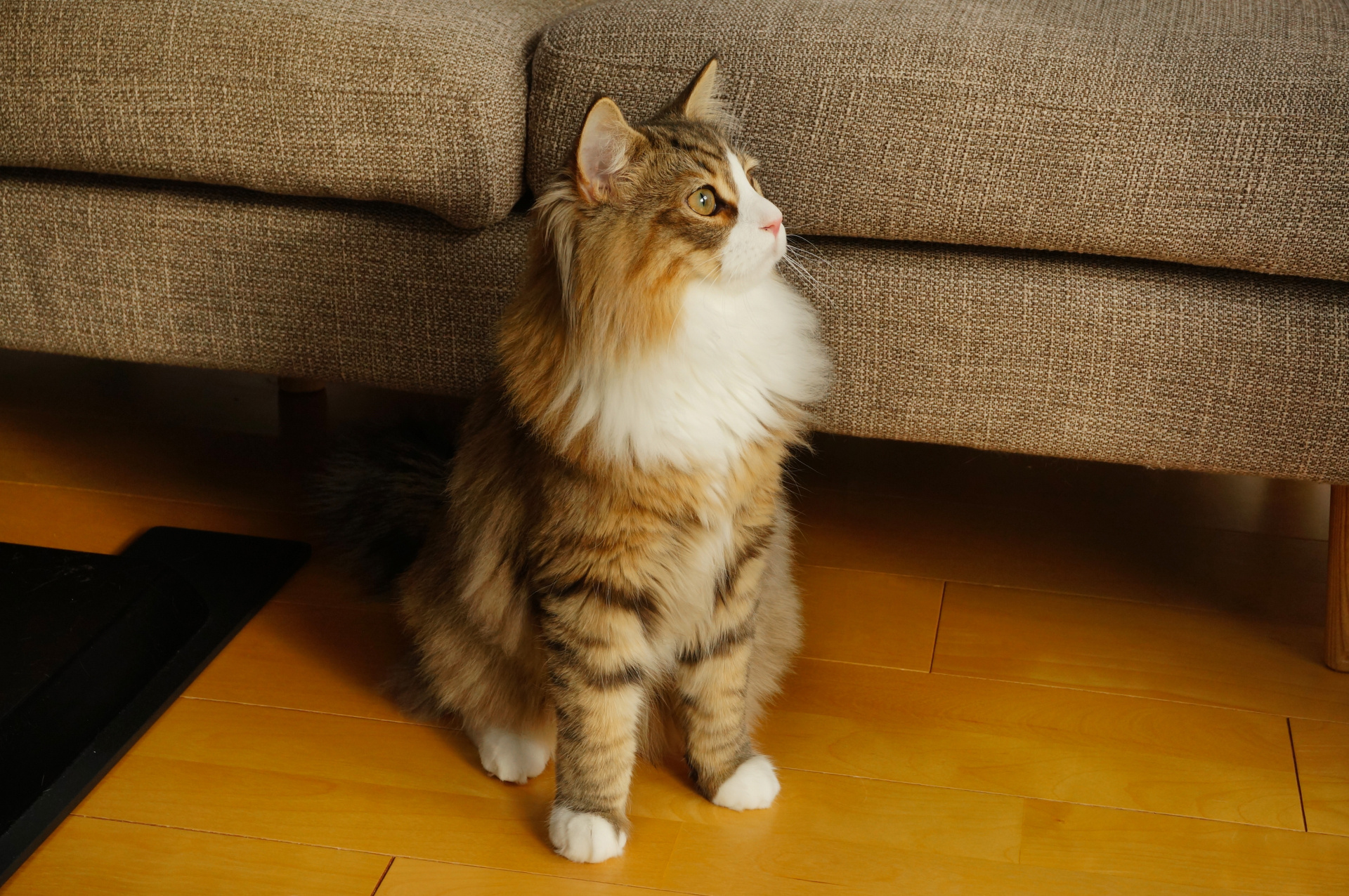 ペットを飼っている不動産を適正価格で売却する方法とは？の画像